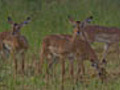 Impala Dance