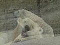 Honeymoon Suite for Polar Bears Yoghi and Gianna at Munich Zoo - Tierpark Hellabrunn