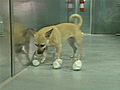 Dogs Train to Detect Diabetic Trouble