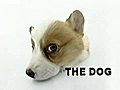 柯基-the dog