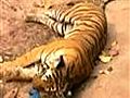 Tigress killed by govt vehicle?