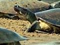 River turtle race