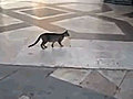 Speedy Cat Takes Off After Pigeon