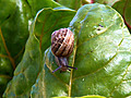 How to Get Rid of Garden Snails