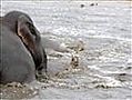 Badderende olifanten - Elefants bathing