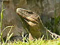 Royalty Free Stock Video SD Footage Zoom Into a Large Iguana Sitting in the Grass in Cancun,  Mexico