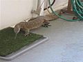 Giant Lizards Invade Neighborhood