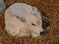 Holy Cow! Farmer Gets Triple Surprise