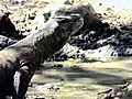 Komodo Dragon Facts