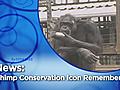 Animals: Chimp Conservation Icon Remembered