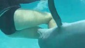 Dolphin All Up In Swimmer’s Crotch