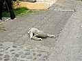 Sloth Crossing the Street