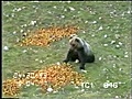 Il danse avec les ours