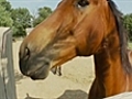 Wild horse chase down busy highway