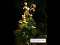 Die schönsten Orchideen der Welt (www.pairfusion.com)!