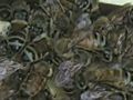 Bees help harvest Larriland Farm