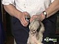 Learn how to Take Care of a Ferret - Grooming and Hygiene