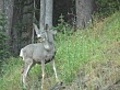 Mule Deer