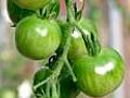 Cooking with ingredients from Heligan: Fried green tomatoes