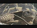 Tortue d’Herman (Inventaire,  la série animalière qui compte !)