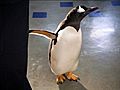 Mr. Popper’s Penguins - Penguin Protocol