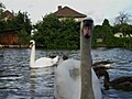 Swans adopt baby geese