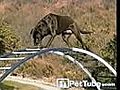 The Amazing Climbing Dog