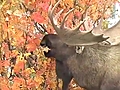 Moose Encounter (Bonus Video)