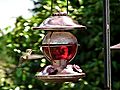 Humming Bird (300 fps)