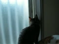窓を開ける猫
