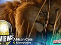 Six Second Review: African Cats