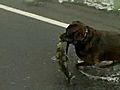 On Camera: Dog Grabs Huge Fish In Street