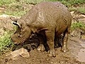 Baby Rhino Loves Mud