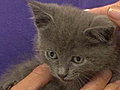 NBC TODAY Show - Rescued Kitten awaits adoption