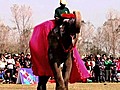 Elephant Beauty Pageant