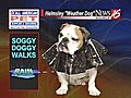 Helmsley the weather dog