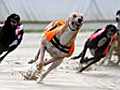 Greyhound Racing Live From Drumbo Park