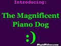 The Magnificent Piano Playing Dog