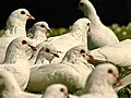 Hundreds Of Pigeons Dumped In Park