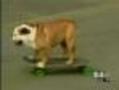 'Greatest American Dog' Could Make Owners Look Bad