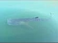 Fishermen rescue endangered shark