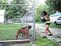 Girl Boxing a Boxer Dog. (May 30,  2011)