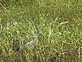 Stock Footage - Myakka River State Park - Marsh Birds 3 (2006)