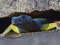 Flat lizard display