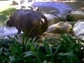 Un hippo se transforme en pulvérisateur d’excréments !