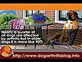 Dog Arthritis PT Series 3 - Strengthening of the Muscles