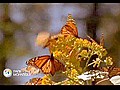 Disneynature : Papillon Monarque