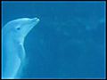 Dolphin Video