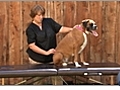 How to Massage Your Dog’s Stomach and Hips