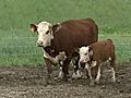 Mother Cow Delivers Twins 3 Months Apart